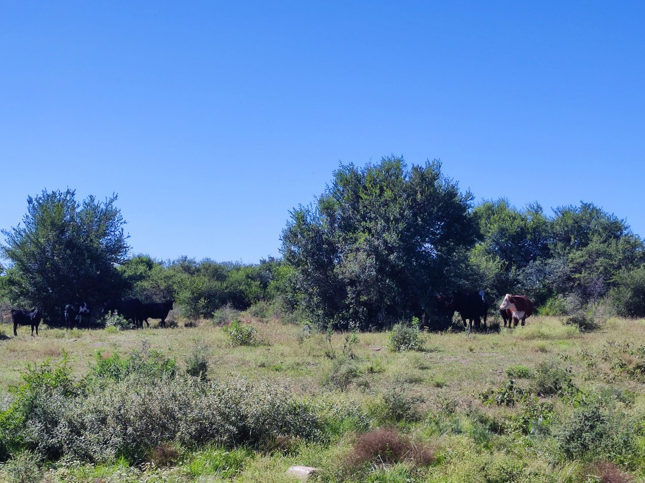 CAMPO DE 210 HECTAREAS EN ALMAFUERTE SOBRE AUTOVIA CBA-RIO IV